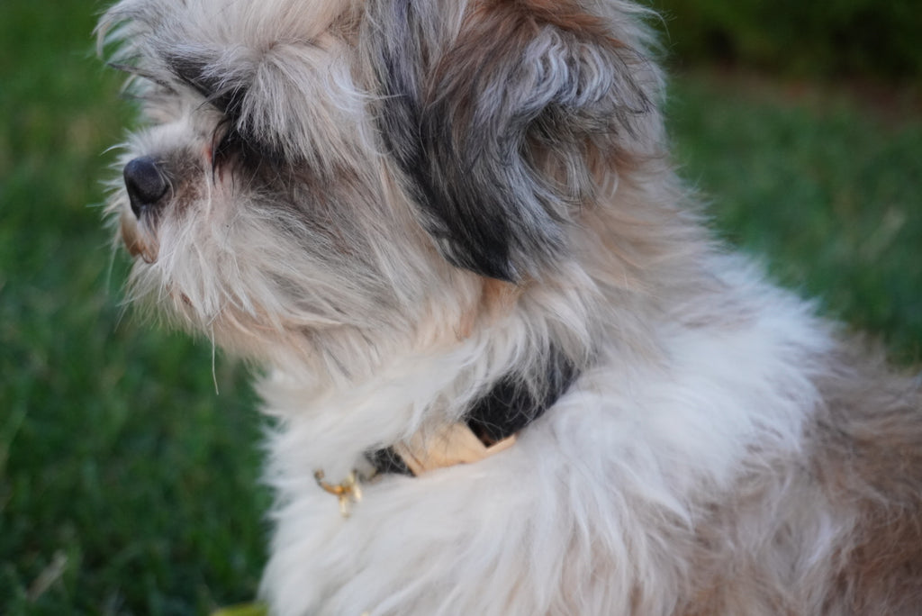 Black Durable Webbing Dog Collar – Lightweight, Strong & Adjustable