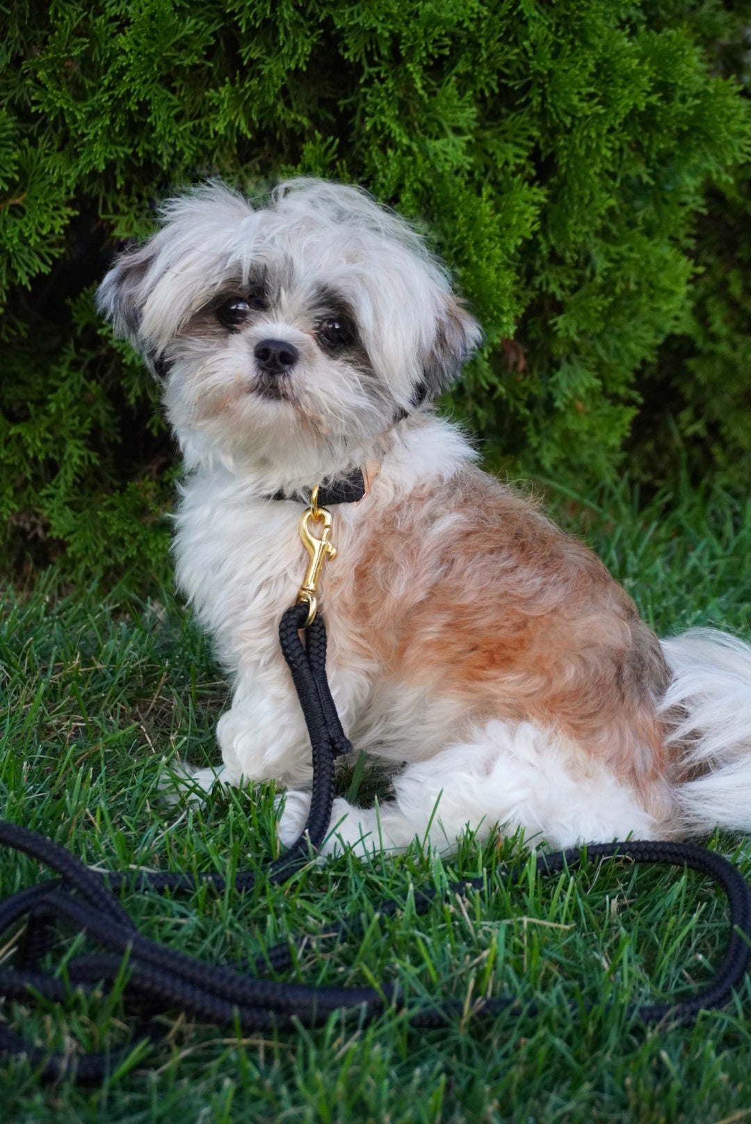 Black Diamond Braid Dog Leash – Universal Fit for All Sizes, Lightweight & Durable Polypro Rope